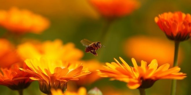 النحل - أهم العوامل التي تؤثر على اختفاء النحل 5956381bd43750761a8b4567-660x330